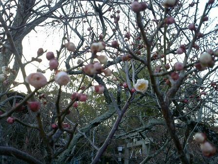 ume1