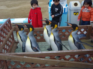 キングペンギンのお散歩２