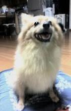 ご機嫌なももちゃん