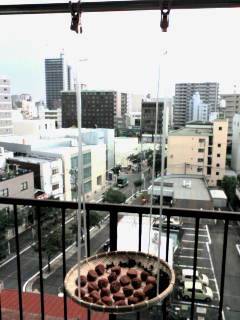 梅干し干し第三日目・・・最終日～♪