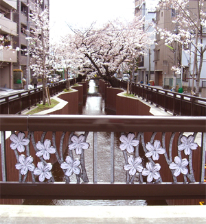 八沢川の桜の橋