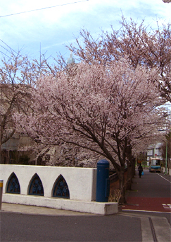 八沢川の桜