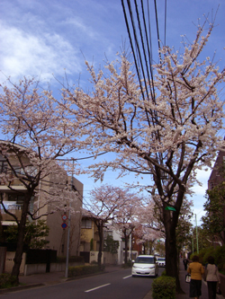 用賀の桜