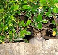 市役所の植え込みに。