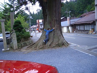徳川家霊台前の杉