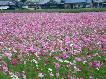 IMGP2403_サイズ変更.JPG