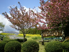 IMGP1503_サイズ変更.JPG
