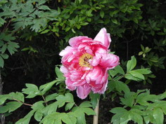 IMGP1858_サイズ変更.JPG