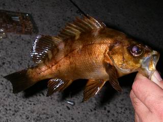 IMGP0830.JPG