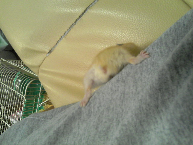 セクシーショット