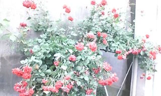20110602083428.jpg