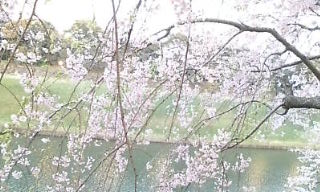 桜 千鳥ヶ淵 21.04-3.jpg