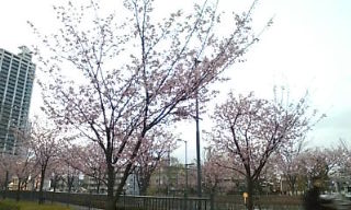 元郷の桜 220317.jpg