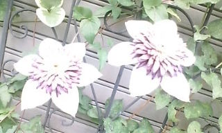 謎の花
