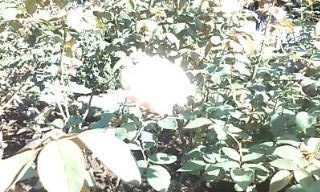 旧古河庭園の薔薇２.jpg