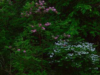 山間いの花.jpg