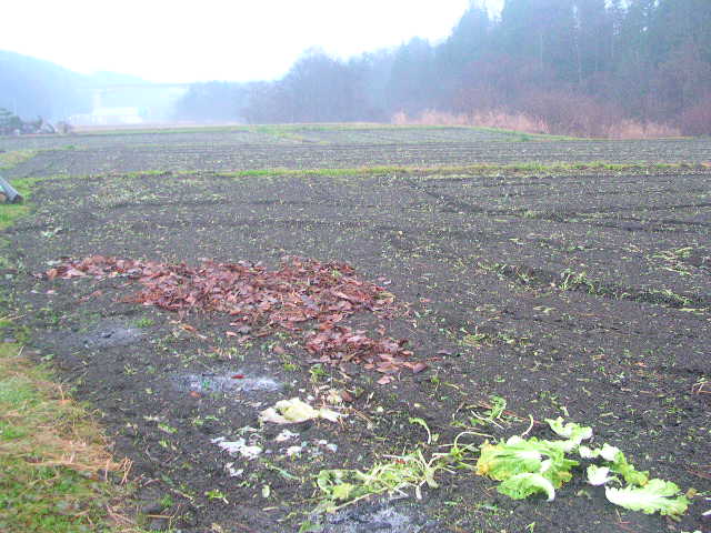 耕起後の圃場