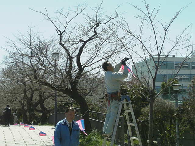 ぼんぼり設置のお役所さん