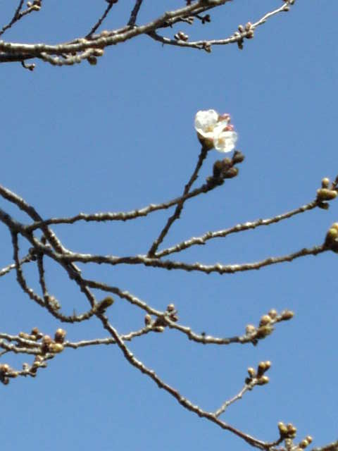 桜開花１