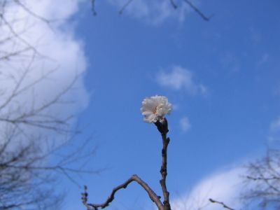 冬の桜？