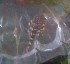 タイガープレコ