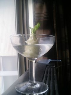 チンゲン菜の再生栽培