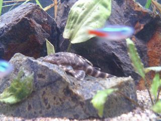 タイガープレコ