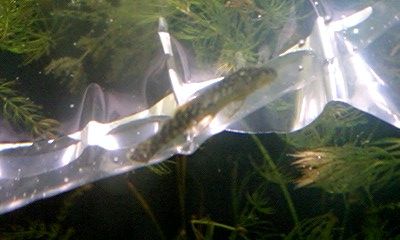 ミニブッシープレコ