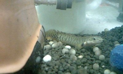 Po.パルマス・ポーリー