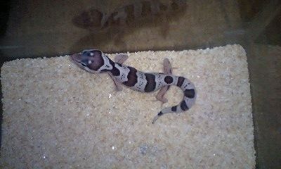 レオパ　スノーベビー