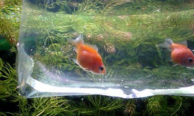 ピンポンパール