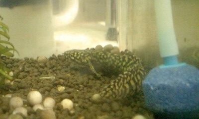 オルナティピンニス