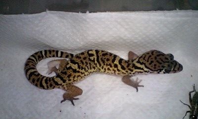 ボウシトカゲモドキ