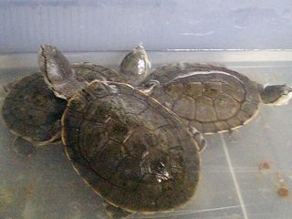 ヒラリーカエルアタマガメ