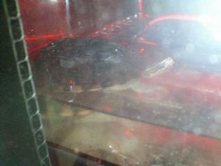 ミシシッピーニオイガメ　メス