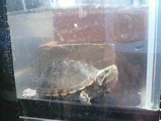 ニオイガメ設備変更01