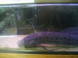 プロトプテルス　エチオピクス