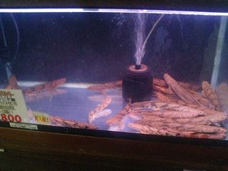 ポリプテルス　エンドケリー