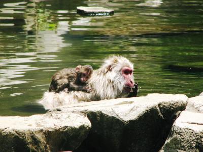 808-3猿.JPG