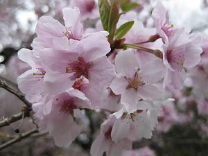 紅山桜.jpg