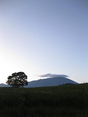 夕方の一本桜.jpg