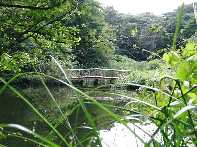 水生植物3.jpg