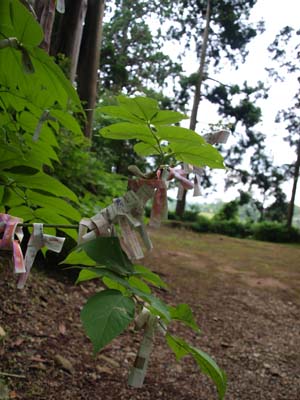 omikuji.jpg