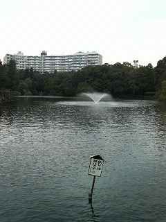 井の頭公園池.jpg