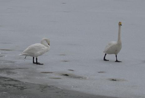 氷上の白鳥.jpg