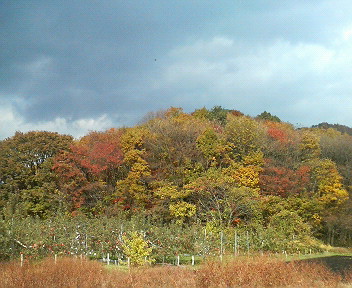 里山の紅葉１.jpg