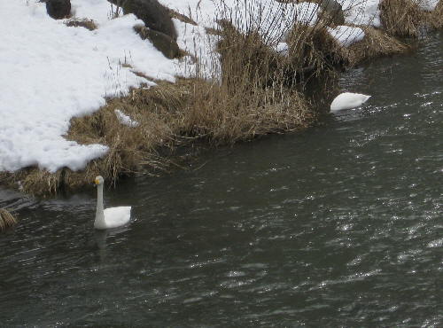 中津川の白鳥.jpg