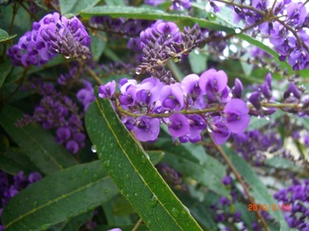 ハーデンベルギア2