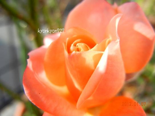 ミニバラ・エッコ16