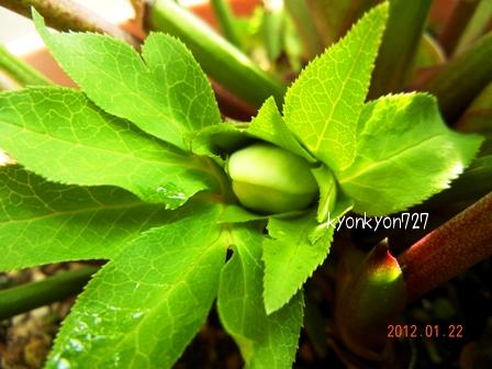 クリスマスローズダブル1